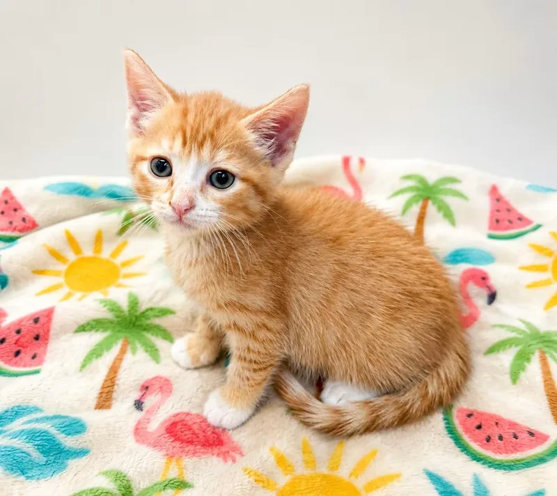 A baby medium-sized male Orange & White Domestic Short Hair cat named Pizza Roll for adoption in Greensboro, NC