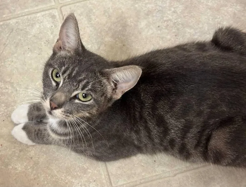 An adult medium-sized female Tabby cat named Misty for adoption in MONTGOMERY, TX