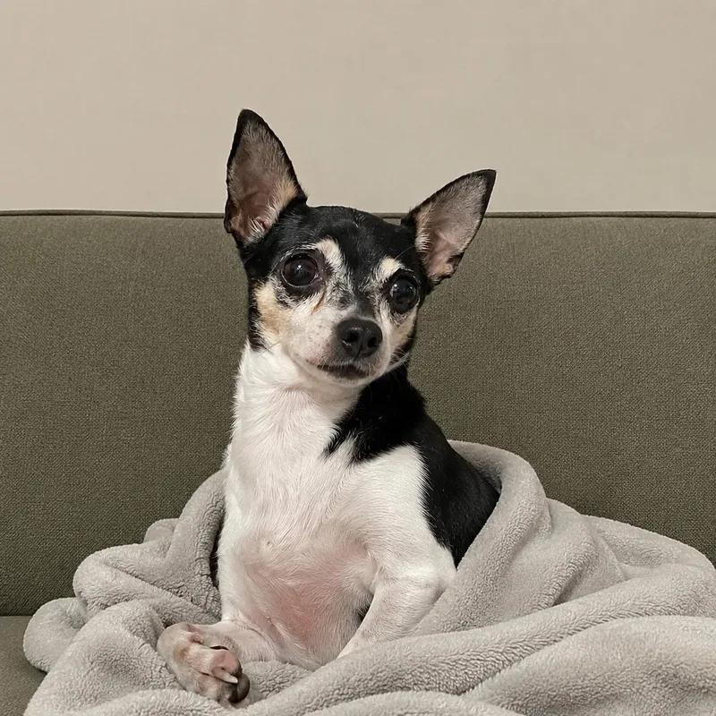An adult small-sized female Chihuahua dog named Princess for adoption in Hillsborough, NJ