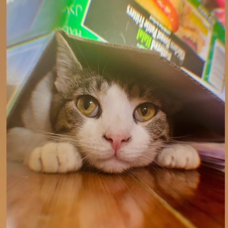 An adult small-sized male Brown / Chocolate Domestic Short Hair cat named Jagger for adoption in Long Beach, CA