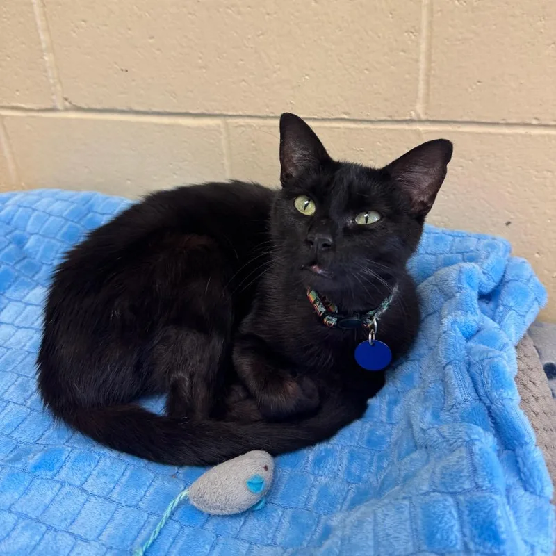A young small-sized male Black Domestic Short Hair cat named Sissy for adoption in Waukesha, WI
