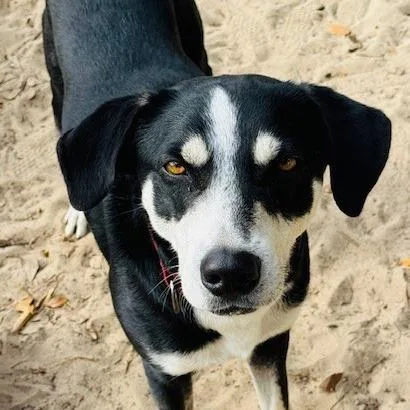 An adult medium-sized male Black Mixed Breed dog named Mickey for adoption in Williston, FL