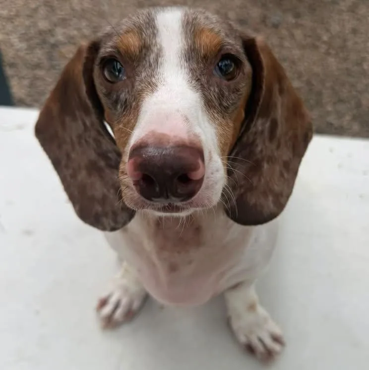 An adult small-sized male White / Cream Dachshund dog named Scout for adoption in Portland, OR