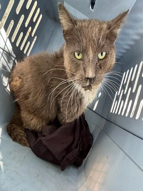 An adult medium-sized male Domestic Short Hair cat named Mufasa for adoption in Baldwin Park, CA