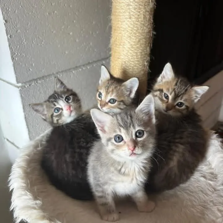 A baby small-sized male Brown / Chocolate Domestic Short Hair cat named Dream for adoption in Tustin, CA