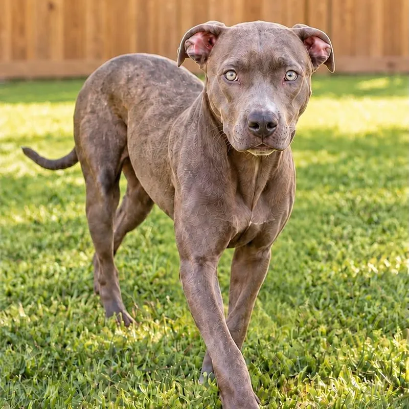 A baby medium-sized female American Staffordshire Terrier dog named Tinker Bell for adoption in Houston, TX