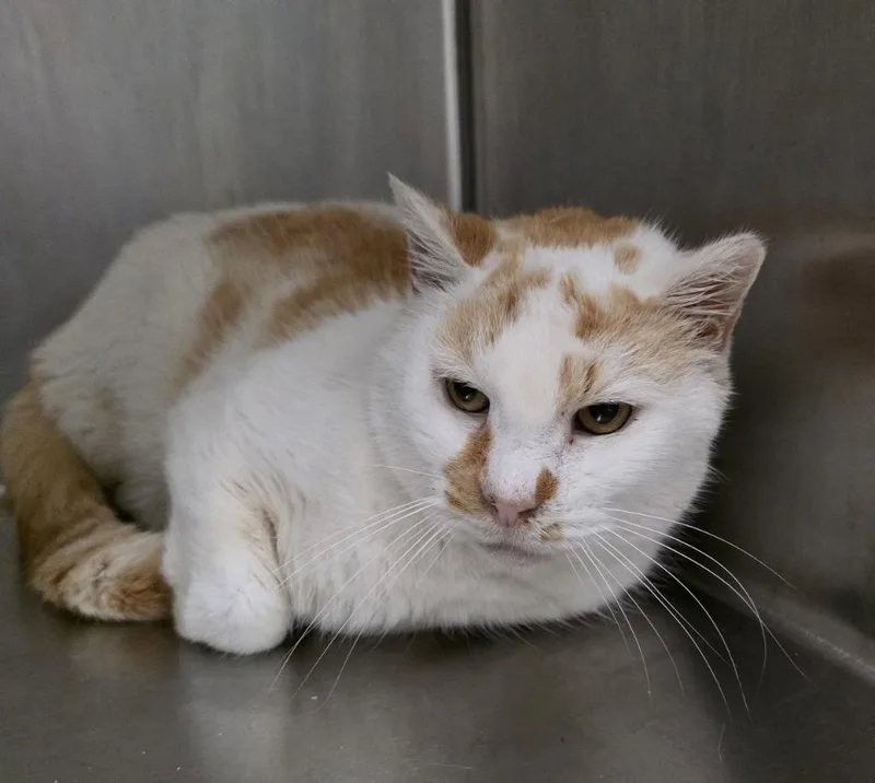 An adult medium-sized male Domestic Short Hair cat named Beckett for adoption in Meriden, CT