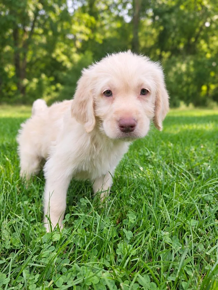 A baby medium-sized male Labradoodle dog named Graham for adoption in Oakland, MI