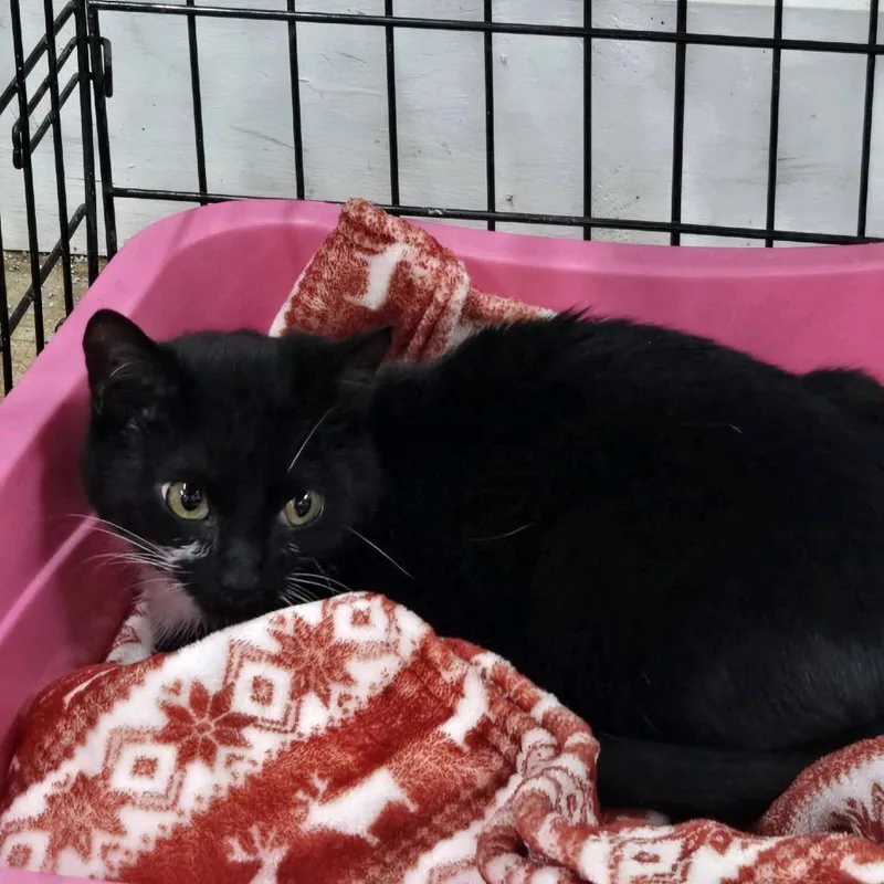 A young medium-sized male Black Domestic Short Hair cat named Chuckles for adoption in Hattiesburg, MS
