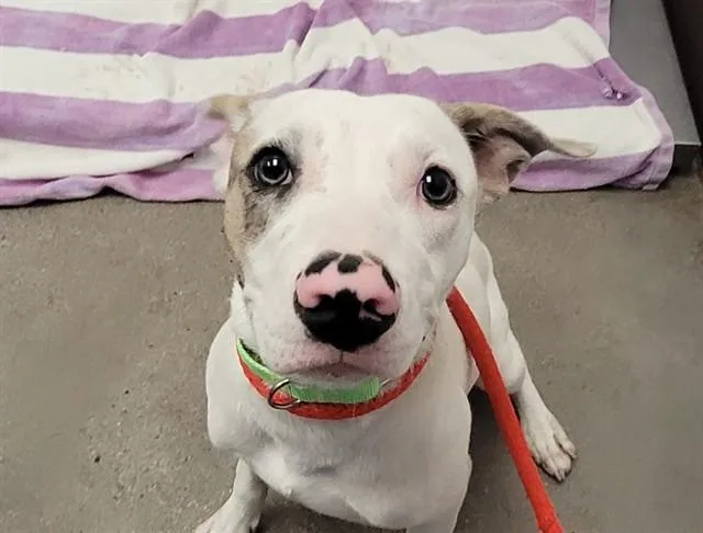 A young medium-sized male Carolina Dog dog named Journeyscooby for adoption in Tucson, AZ