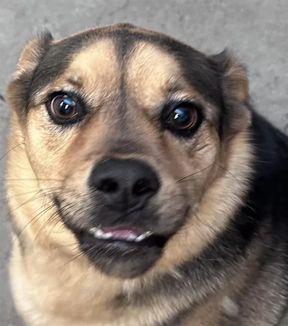 An adult medium-sized male Chow Chow dog named Drax for adoption in Tucson, AZ