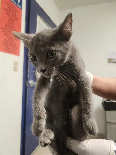 A baby small-sized male Domestic Short Hair cat named Berlioz for adoption in Bakersfield, CA