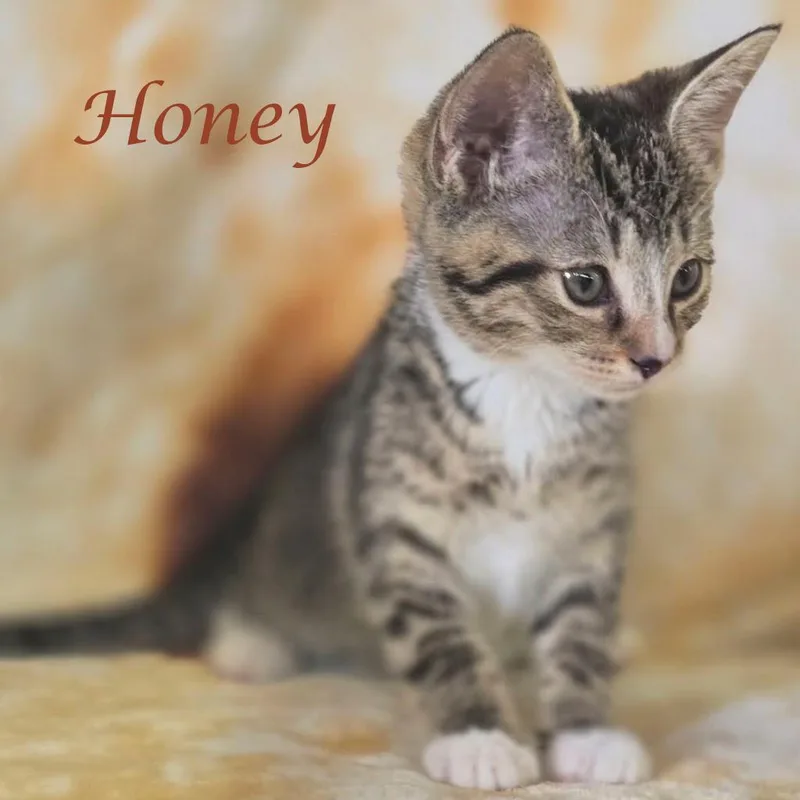 Honey C thumbnail 2