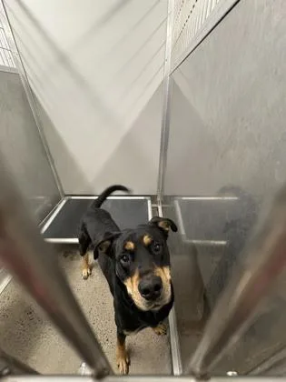 An adult large-sized male Mixed Breed dog named Carhartt for adoption in West Chester, PA