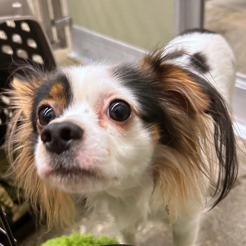 An adult small-sized male White / Cream Papillon dog named Shaggy for adoption in Woodinville, WA