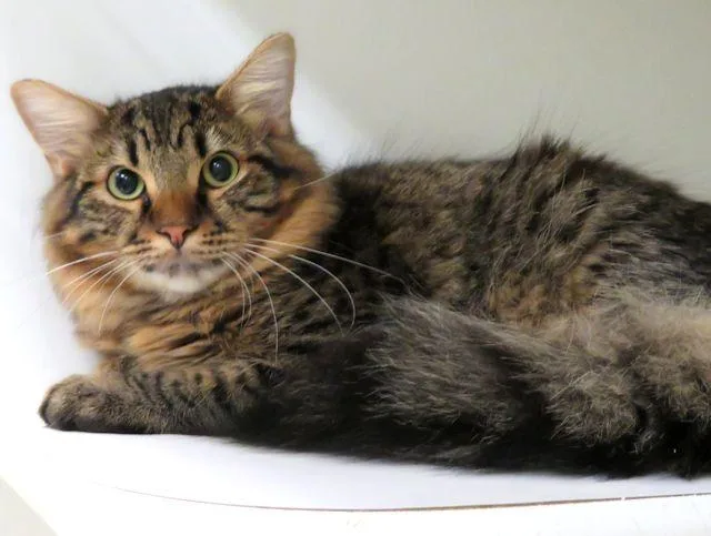 A young medium-sized male Domestic Long Hair cat named Bruno for adoption in Oklahoma City, OK