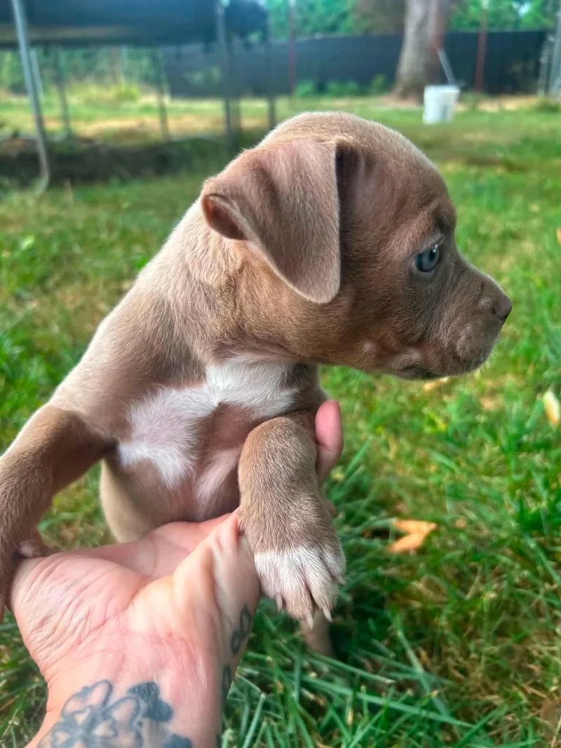 A baby large-sized female Golden Pit Bull Terrier dog named Sashay for adoption in Beavercreek, OR