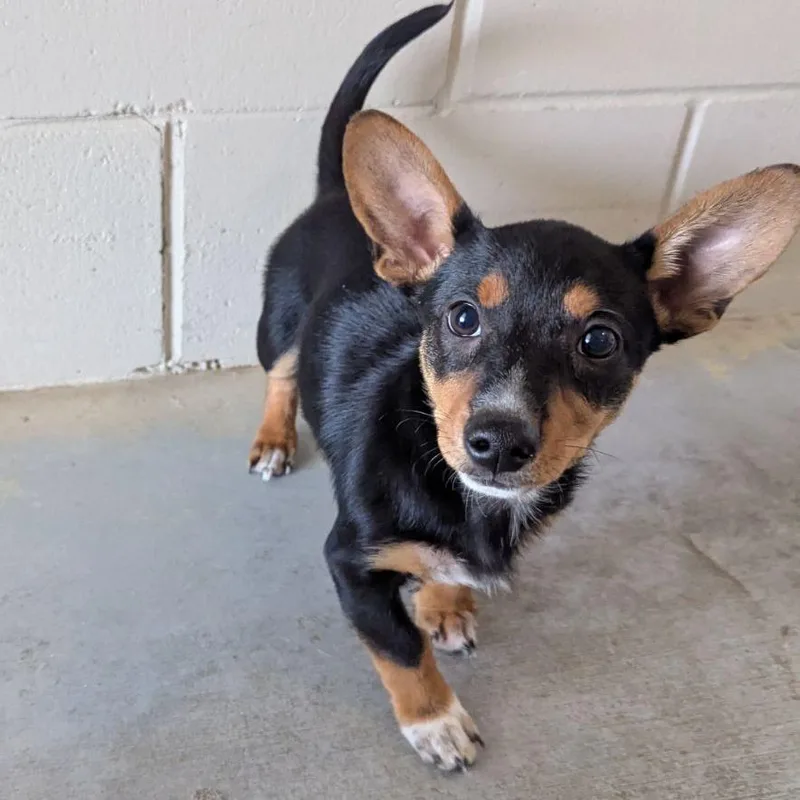 A baby small-sized female Black Dachshund dog named Bojangle's for adoption in Ocala, FL