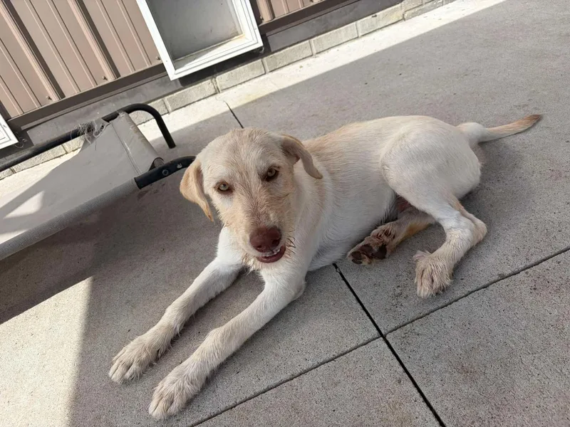A young medium-sized female White / Cream Mixed Breed dog named Snow White for adoption in Seward, NE