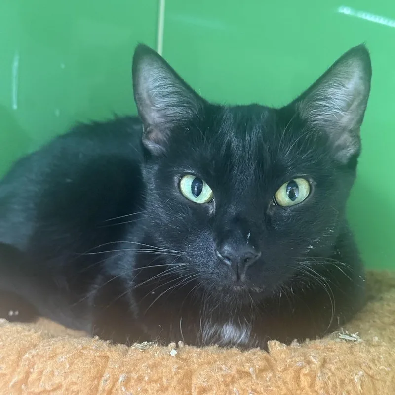 An adult large-sized male Domestic Short Hair cat named Percy for adoption in Nashville, TN