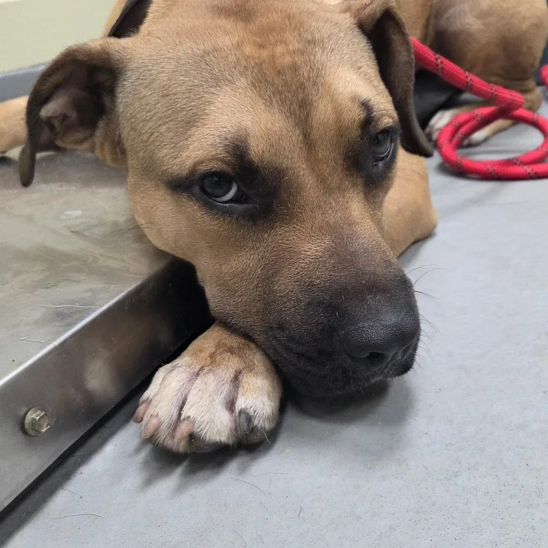 A young medium-sized male Brown / Chocolate Mixed Breed dog named Bubba for adoption in Columbus, GA