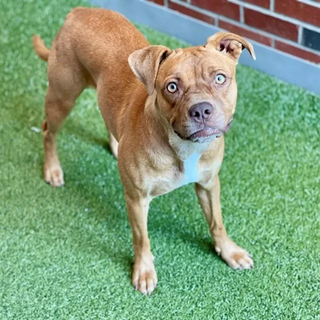 A young small-sized female Mixed Breed dog named Chuck for adoption in Edmond, OK