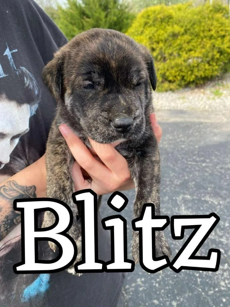 A baby large-sized male German Shepherd Dog dog named Blitz for adoption in Hillsboro, OH