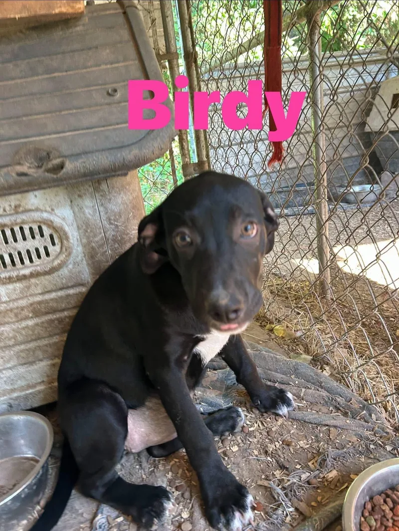A young medium-sized female Tricolor (Brown, Black, & White) Border Collie dog named Birdy for adoption in Pine Bluff, AR