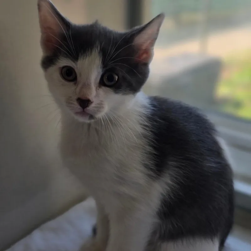 A baby small-sized male Gray / Blue / Silver Domestic Short Hair cat named Matthew for adoption in East Hanover, NJ