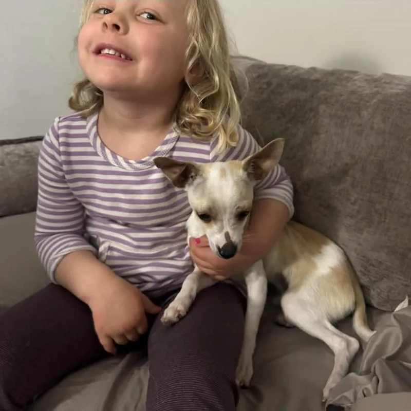 A baby small-sized male Chihuahua dog named Trotter for adoption in Philadelphia, PA