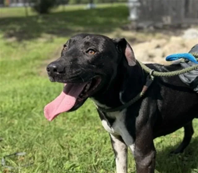 An adult large-sized male Pit Bull Terrier dog named Rob for adoption in Sugar Land, TX