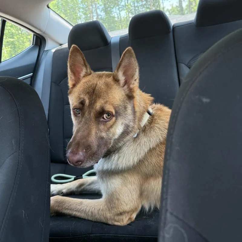 An adult large-sized male Yellow / Tan / Blond / Fawn Shepherd dog named Dasani for adoption in Greensboro, NC