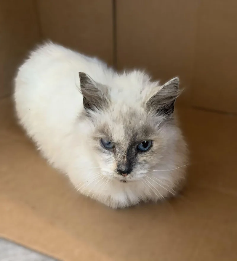 An adult medium-sized female Buff / Tan / Fawn Domestic Medium Hair cat named Misty for adoption in San Jose, CA