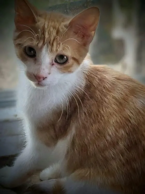 A young medium-sized male Orange & White Domestic Short Hair cat named Makai for adoption in Lemont, IL