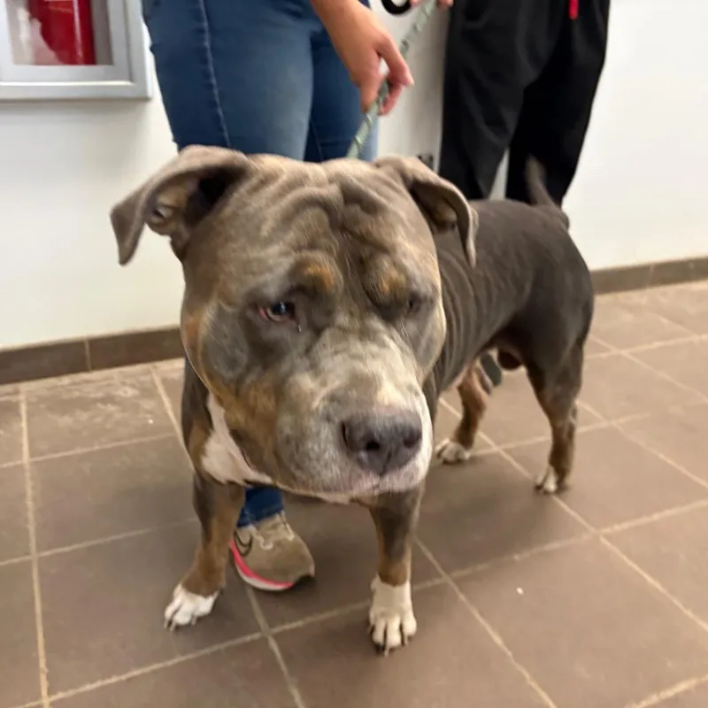 An adult large-sized male Gray / Blue / Silver Mixed Breed dog named StrayCherokeeAvenue for adoption in Columbus, GA