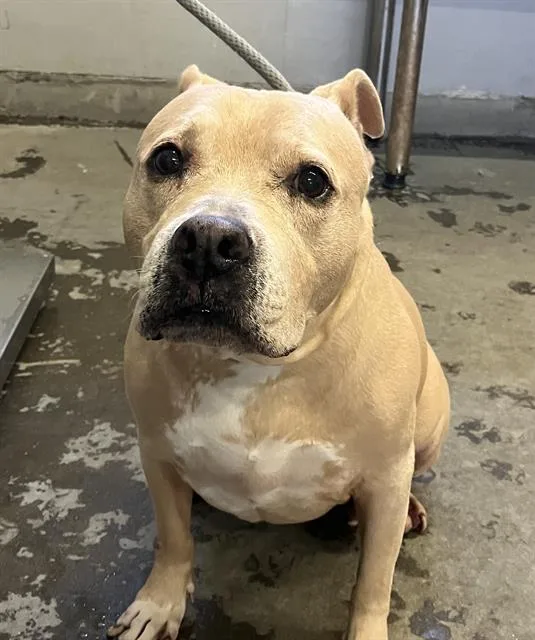 A senior large-sized female Pit Bull Terrier dog named Bella for adoption in Camarillo, CA