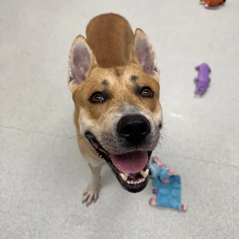 An adult medium-sized male Yellow / Tan / Blond / Fawn Pit Bull Terrier dog named Cash for adoption in Springfield, MA
