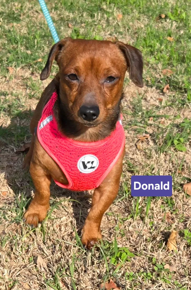 An adult small-sized male Chiweenie dog named Donald for adoption in Milwaukee, WI