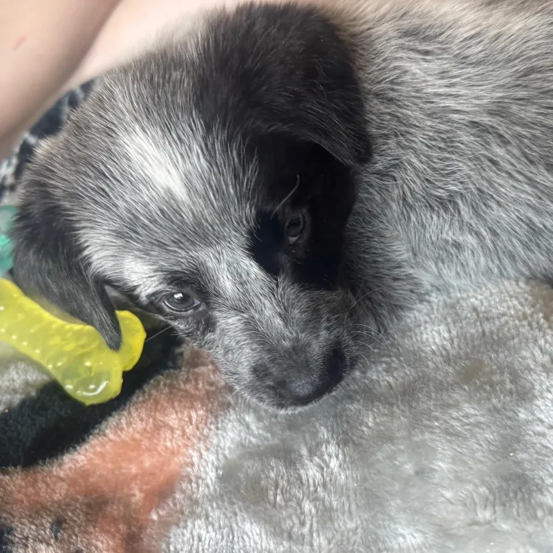 A baby medium-sized female Gray / Blue / Silver Australian Cattle Dog / Blue Heeler dog named Bellatrix for adoption in Phoenix, AZ