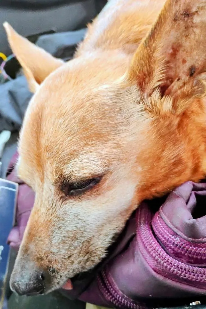 Lenny thumbnail 2