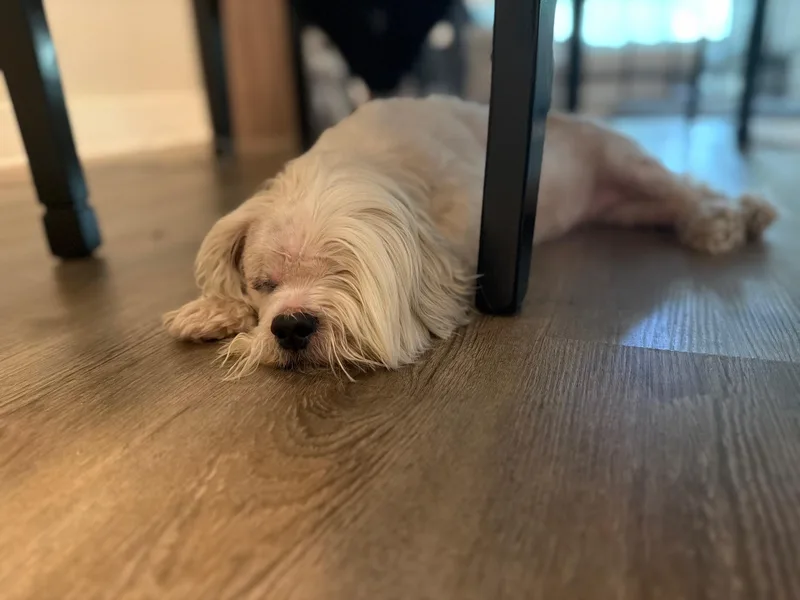 A senior small-sized female White / Cream Maltese dog named Penny for adoption in Laguna Beach, CA