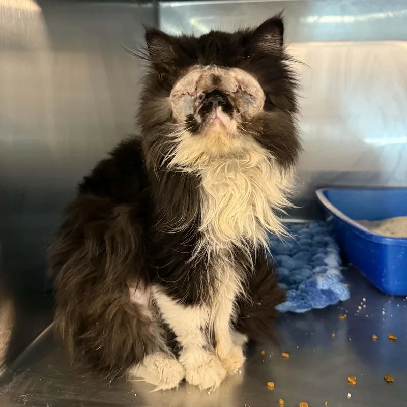 A young small-sized female Black & White / Tuxedo Persian cat named Priska for adoption in Antioch, CA