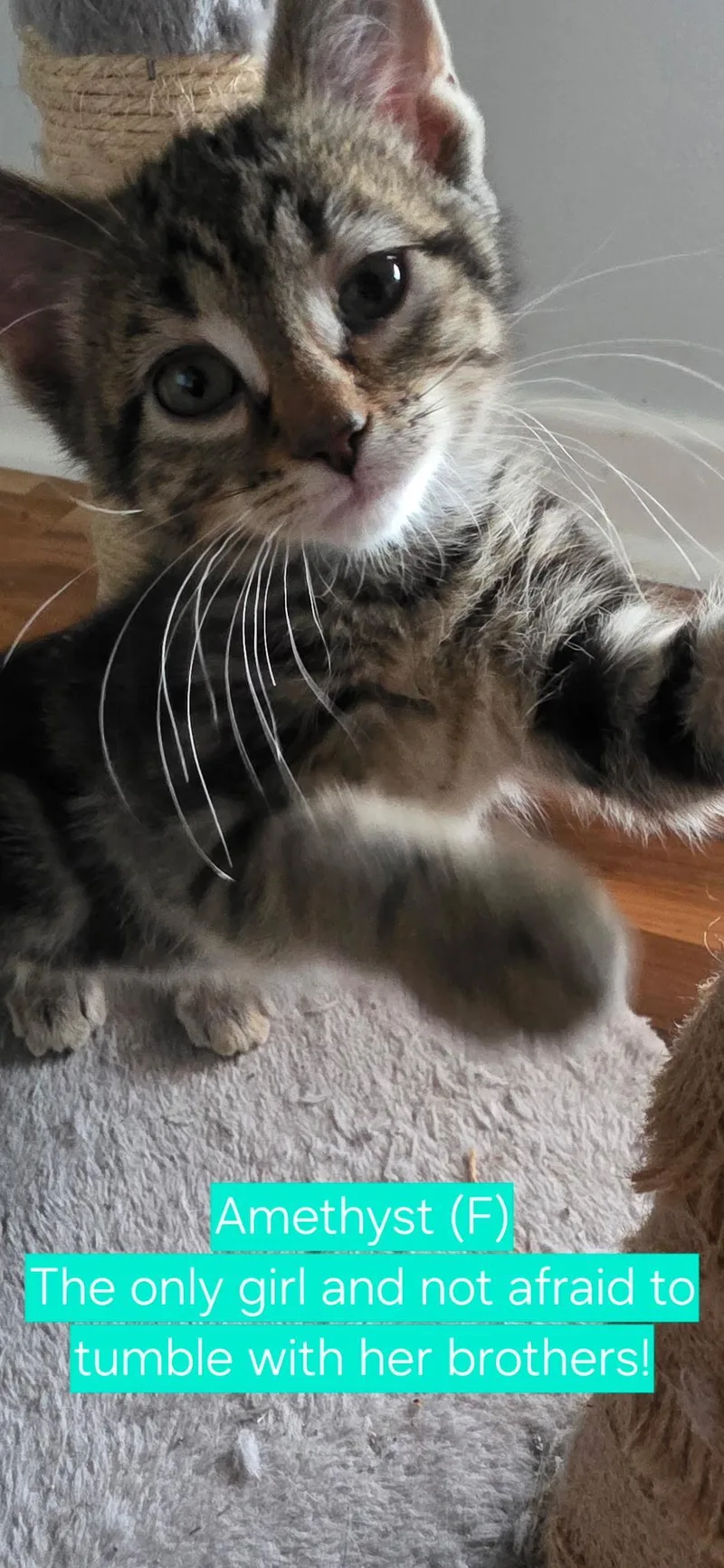 A baby medium-sized female Tabby (Brown / Chocolate) Domestic Short Hair cat named Amethyst for adoption in Mokena, IL