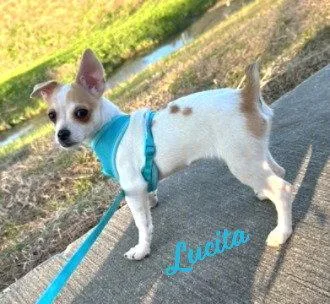 A baby small-sized female Chihuahua dog named Lucita Sisterofbambi for adoption in Houston, TX