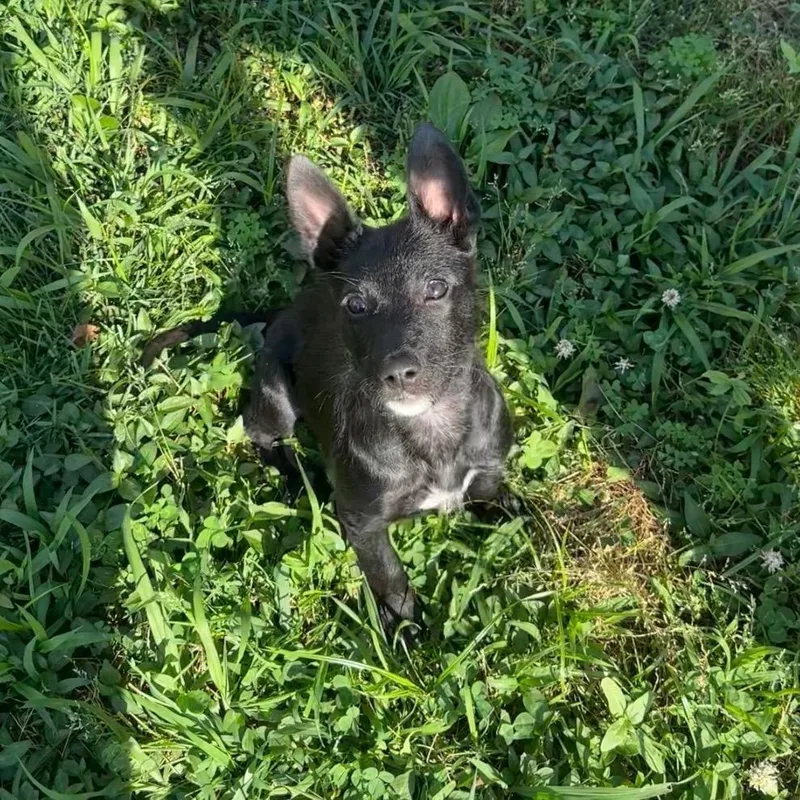A baby small-sized female Black Belgian Shepherd / Malinois dog named Bernadette for adoption in Southside, TN