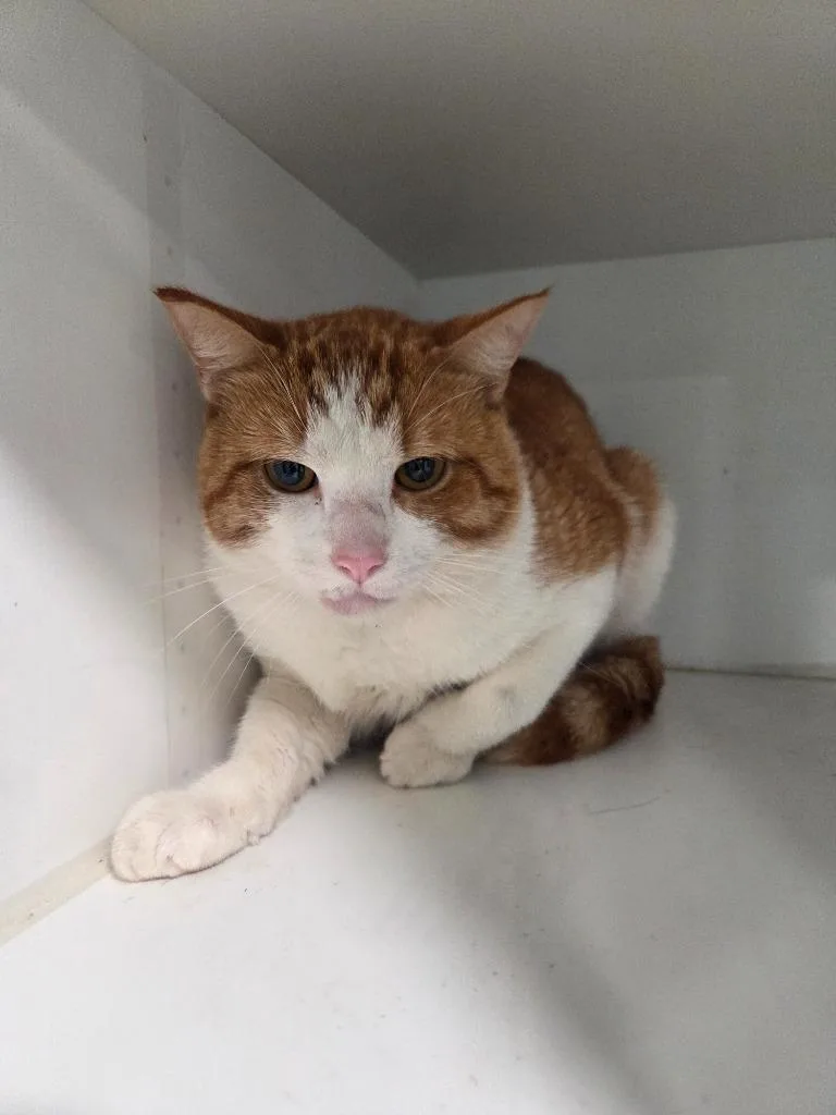 A young small-sized male Domestic Short Hair cat named Tonka for adoption in Lunenburg, VT