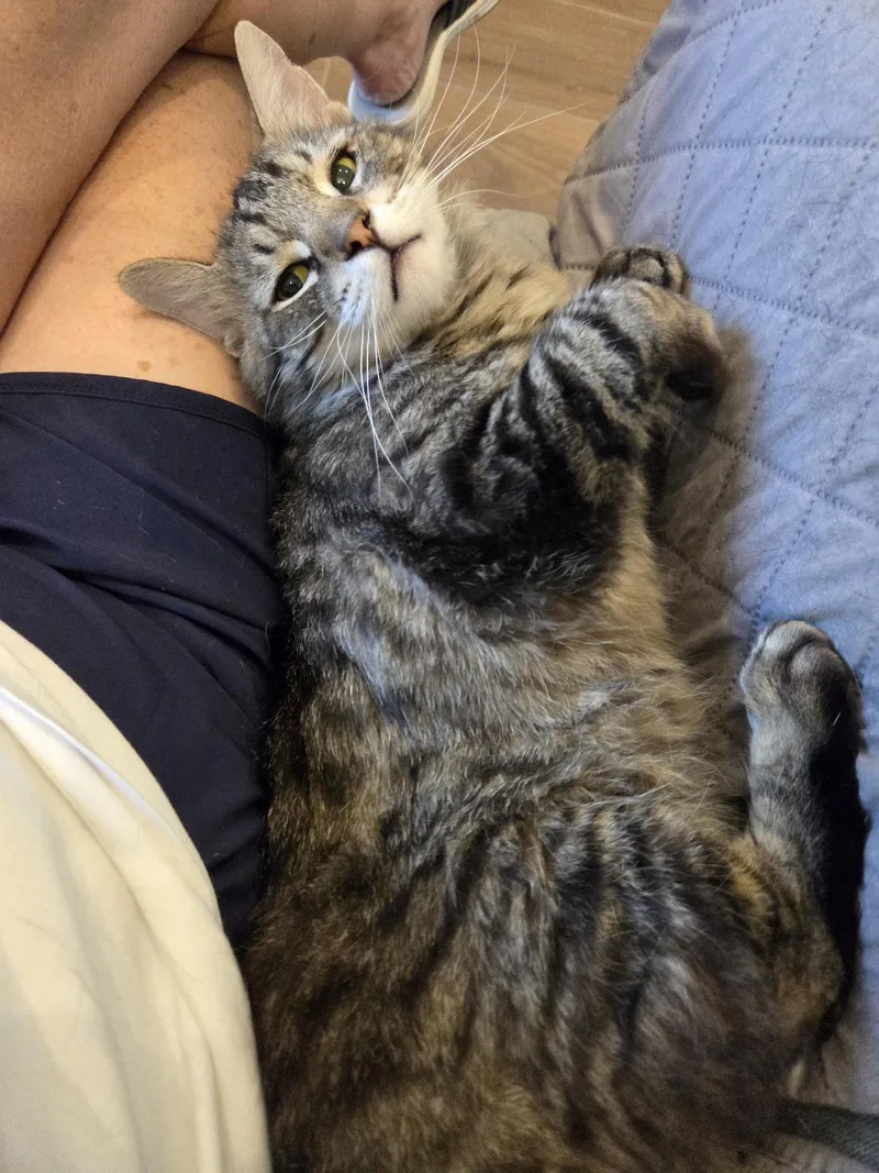 An adult large-sized male Brown / Chocolate Domestic Medium Hair cat named Skater Boi for adoption in Chandler, AZ