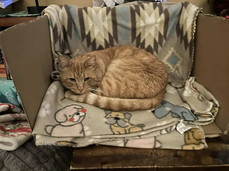 An adult large-sized male Orange / Red Domestic Short Hair cat named Garfield for adoption in Manchester, CT