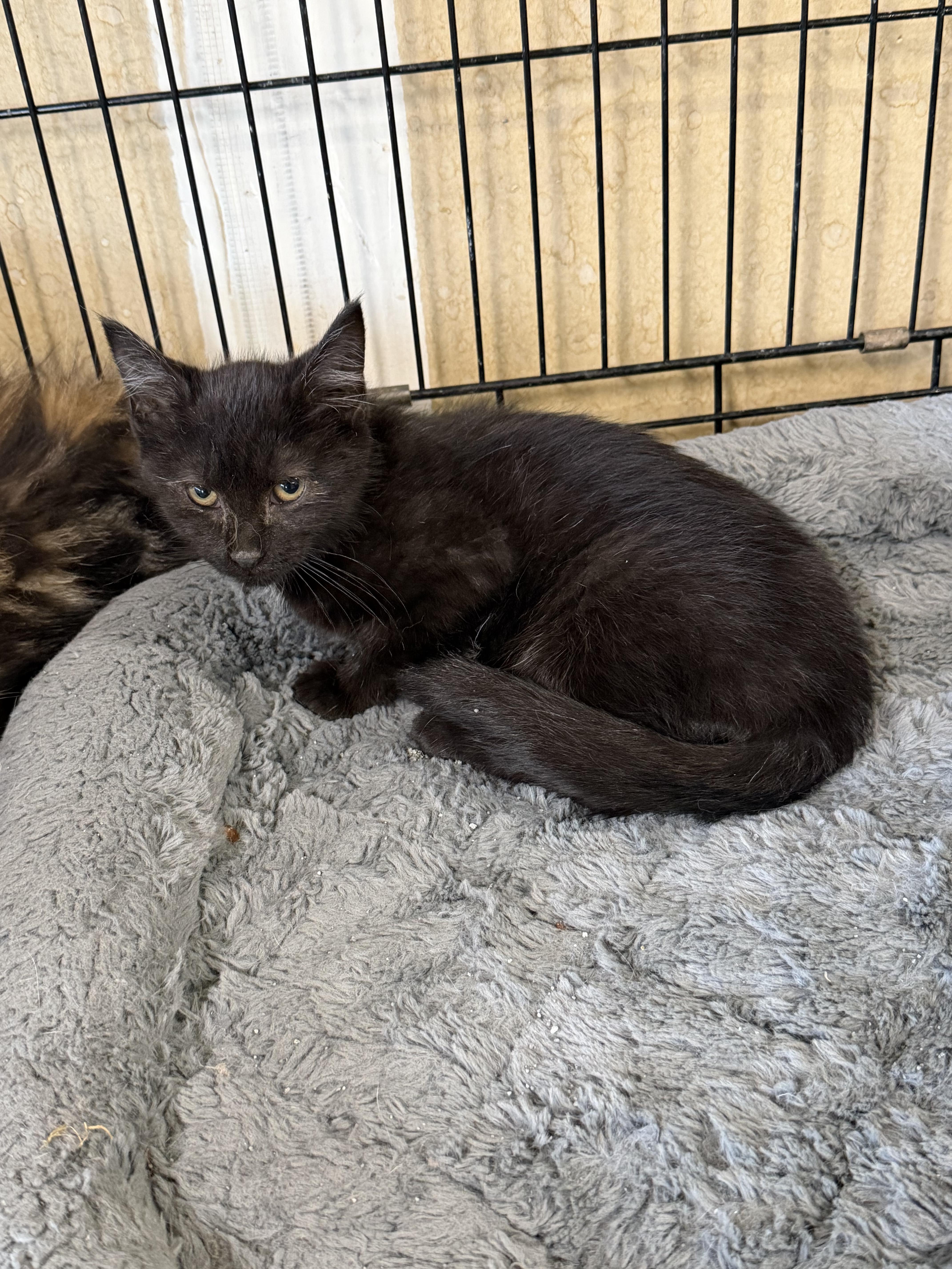 A baby small-sized female Domestic Medium Hair cat named Athena for adoption in Williamsville, NY