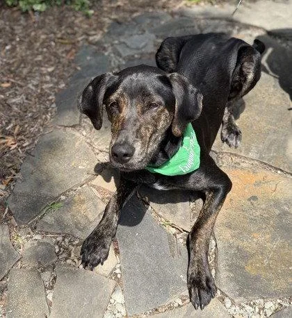 A young large-sized male Labrador Retriever dog named Brick for adoption in Midland, VA